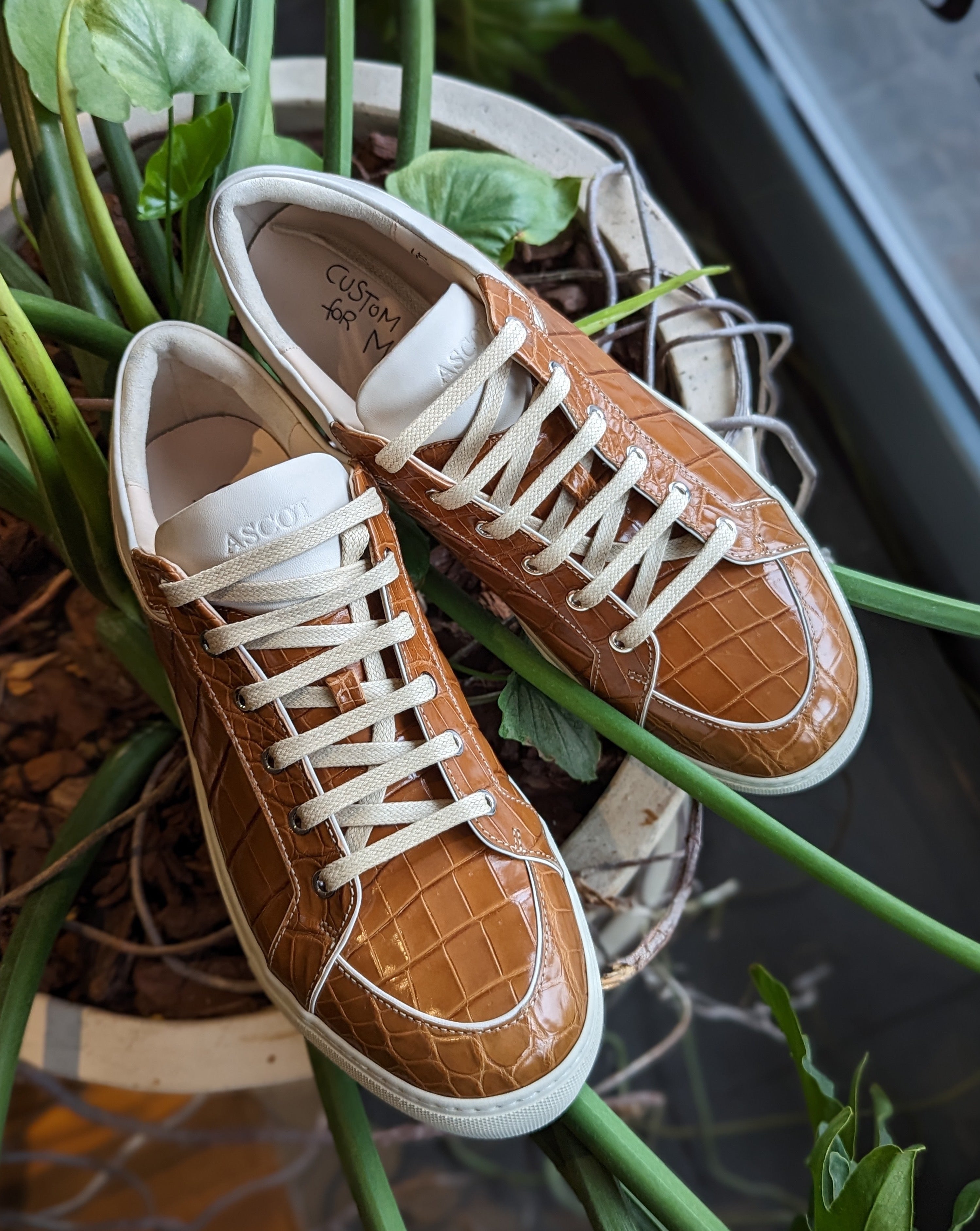 Ascot Sneakers - Tan Crocodile - Ascot Shoes